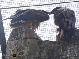Tiergarten Schönbrunn am 12.03.2025